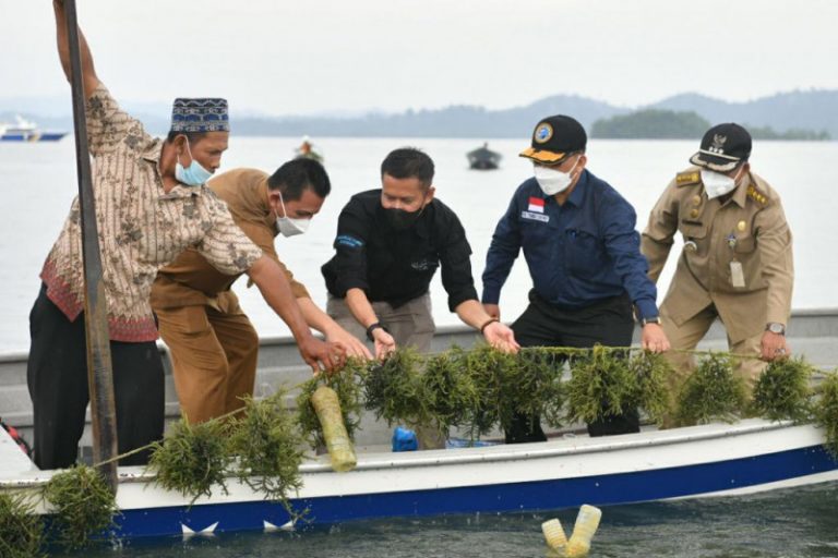 Karimun Dinilai Jadi Sentra Pengembangan Rumput Laut Ulasan Co