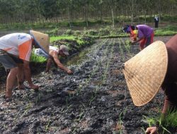 BPS Kepri Ungkap Peningkatan Daya Beli Petani Selama Juni 2019