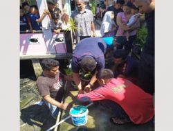Petugas Damkar Tanjungpinang Tangkap Satu Ekor Buaya di Gang Akasia