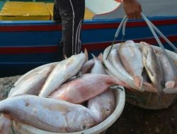 Penghasilan Nelayan Anambas Meningkat Saat Angin Utara