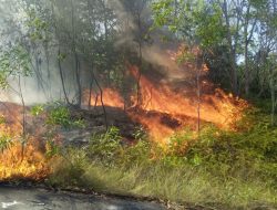 Satgas Karhutla Polda Kepri Padamkan Kebakaran Hutan Tering Bay Nongsa
