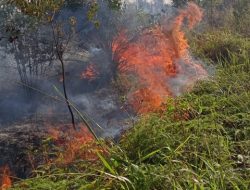 Puluhan Hektar Hutan di Sembulang Terbakar 