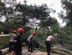 Antisipasi Kemacetan Ditsamapta Polda Kepri Evakuasi Pohon Tumbang