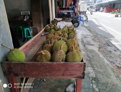 Musim Durian Tiba, Pedagang di Bintan Jual Berbagai Jenis Durian