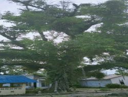 Pohon Leban Bertuah