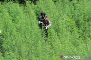 Wow, Bareskrim Polri Temukan 5 Hektare Ladang Ganja di Aceh