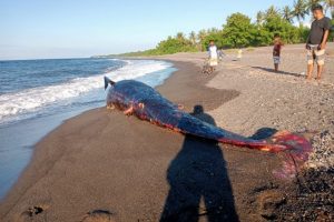 Ikan Paus Ditemukan Terdampar di Pantai Lombok Utara