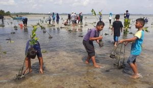 Rehabilitasi Mangrove Dapat Tingkatkan Penghasilan Masyarakat