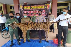 Polisi Buru Dua Pelaku Sindikat Perdagangan Harimau di Bengkulu