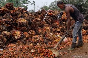 Pemprov Riau Diminta Dorong Hilirisasi Produk Sawit