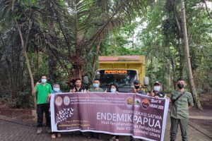 Karantina Pertanian Manado-BKSDA Translokasi 107 Satwa Endemik Papua