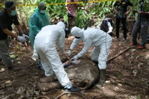 Sadis, Satu Gajah Sumatera Ditemukan Mati tanpa Kepala