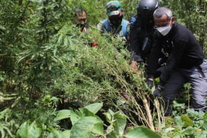 Polisi Gagalkan Peredaran 529 Kg Ganja Jaringan Sumatera dan Jawa