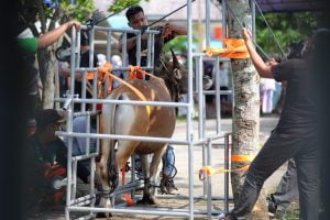 Cegah Kerumunan, Daging Kurban di Tanjungpinang Diantar Langsung ke Rumah Warga