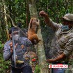 BBKSDA Riau Lepasliarkan 8 Ekor Kukang di Hutan Konservasi