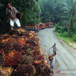 Desa di Perbatasan RI-Malaysia Kembangkan Sawit dan Kain Tenun