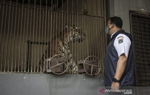 Anies Kunjungi Dua Harimau Sumatera yang Positif COVID-19