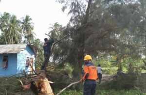 Angin Kencang di Natuna, Satu Rumah Warga Rusak Tertimpa Pohon