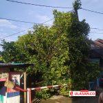 Dihantam Angin Kencang, Pohon Nangka Belasan Meter Timpa Rumah Ketua RT di Batam