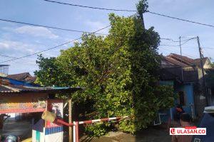 Dihantam Angin Kencang, Pohon Nangka Belasan Meter Timpa Rumah Ketua RT di Batam