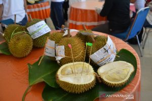 Wow! Lelang Durian di Festival Panen Raya Kayong Utara Capai Puluhan Juta