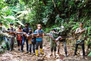 BBKSDA Riau Lepasliarkan Ular Sanca Raksasa ke Hutan