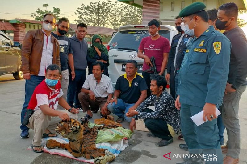 Empat Penjual Kulit Harimau di Kampar Riau Ditangkap