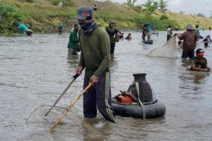 Tradisi ‘Pladu’ di Tulungagung, Ratusan Warga Berebut Ikan