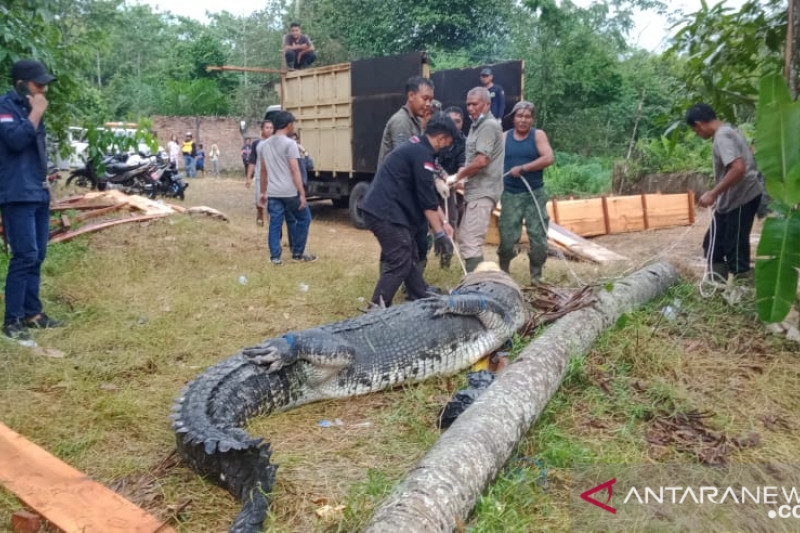 Belasan Buaya di Muaro Jambi Dievakuasi Karena Tak Terurus