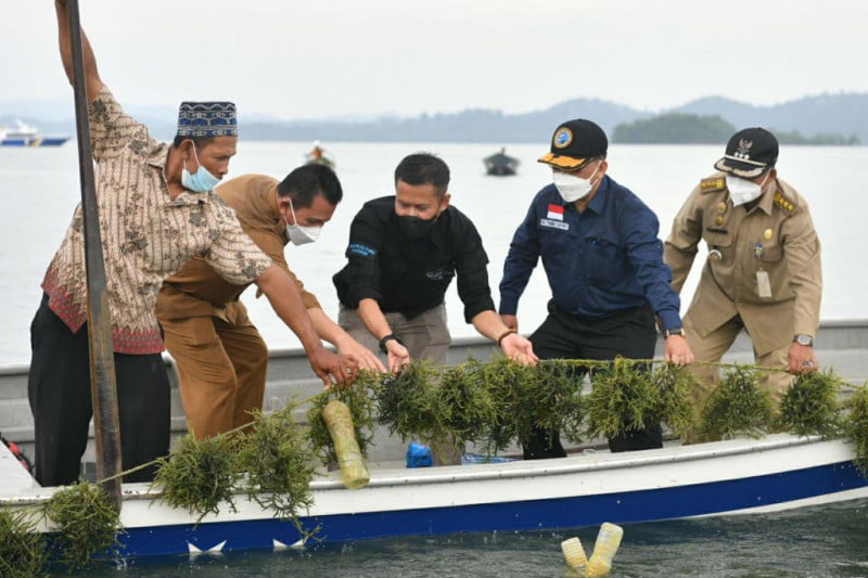 Gubernur Kepri Dorong Karimun Jadi Sentra Pengembangan Rumput Laut