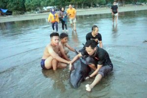 Tiga Lumba-lumba Electra Terdampar di Pantai Sidem Tulungagung