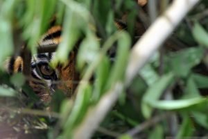 Kemunculan Tiga Ekor Harimau Resahkan Warga Solok Selatan
