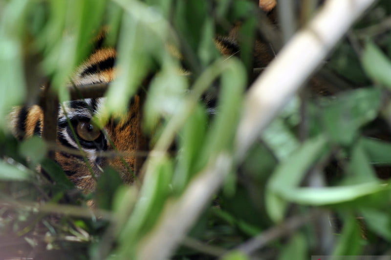 Kemnculan Tiga Ekor Harimau Resahkan Warga Solok Selatan