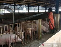 Kepri Ekspor Babi ke Singapura Capai 1.000 Ekor per Hari