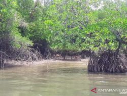 Pemkab Nunukan Sediakan 350 Hektare Untuk Tanaman Mangrove