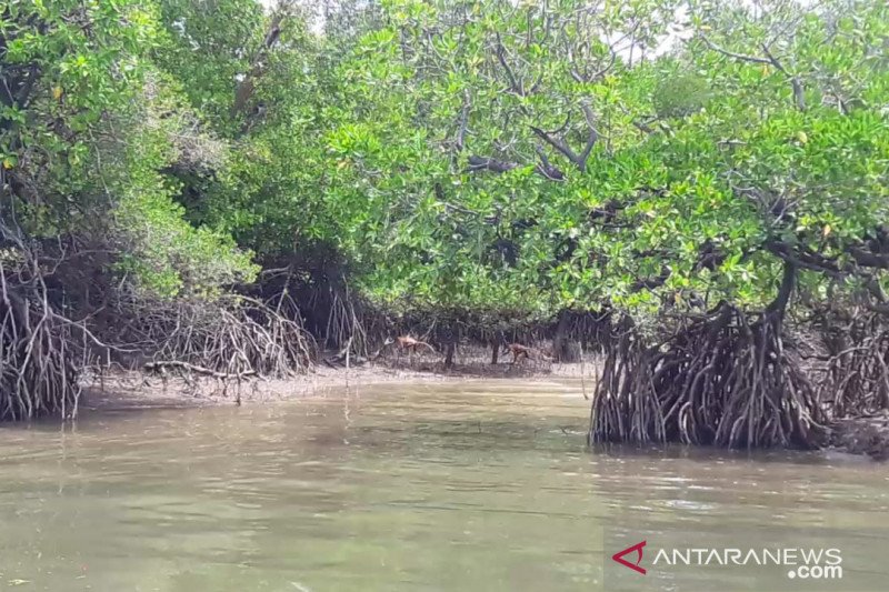 Pemkab Nunukan Sediakan 350 Hektare Untuk Pelestarian Mangrove