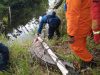 Seekor Buaya Berukuran 3 Meter Dilepasliarkan ke Sungai Penarik Natuna