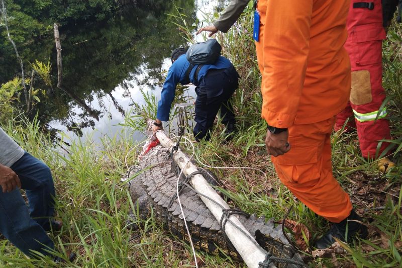 Seekor Buaya Berukuran 3 Meter Dilepasliarkan ke Sungai Penarik Natuna