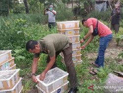 840 Ekor Burung Tanpa Dokumen Disita di Riau