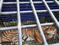 Harimau Sumatera Terkam 2 Warga Jambi Berhasil Ditangkap