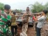Seekor Harimau Sumatera Mati Terjerat Sling di Bengkalis