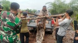 Seekor Harimau Sumatera Mati Terjerat Sling