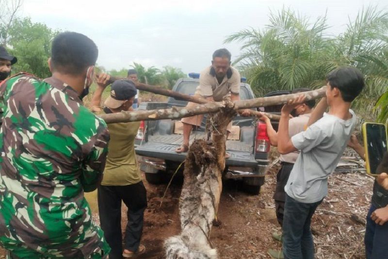 Seekor Harimau Sumatera Mati Terjerat Sling