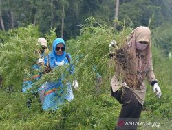 BNNP Musnahkan Ladang Ganja 3,5 Hektare di Aceh Besar