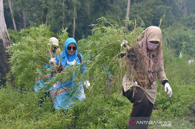 BNN Musnahkan Ladang Ganja 3,5 Hektar di Aceh Besar