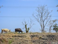 Wilayah Bali, NTT, dan NTB Berisiko Alami Kekeringan