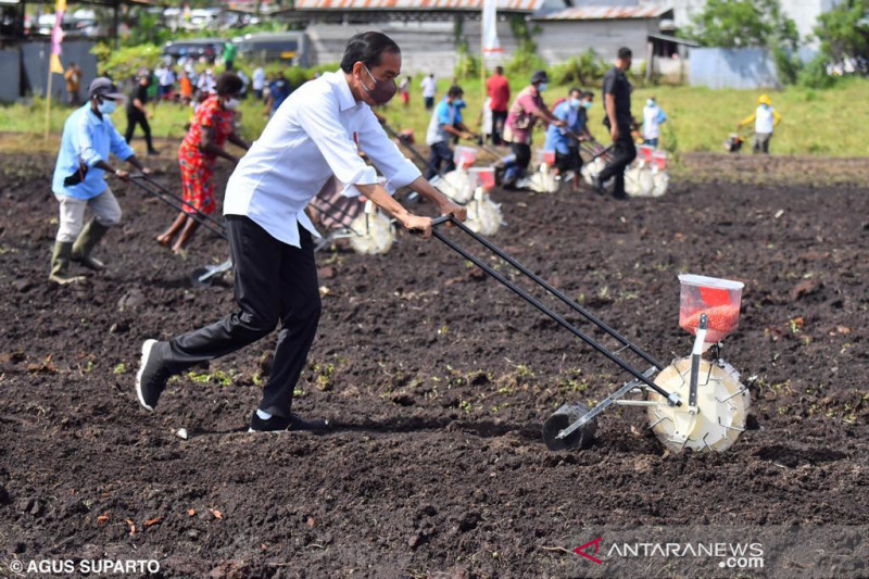 Presiden Jokowi Harap Sorong Jadi Daerah Produsen Pertanian