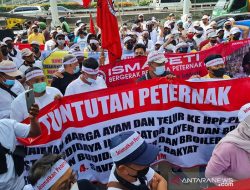 Nah Loh! Peternak Tagih Janji Jokowi Soal Pengadaan 30 Ribu Ton Jagung Pakan