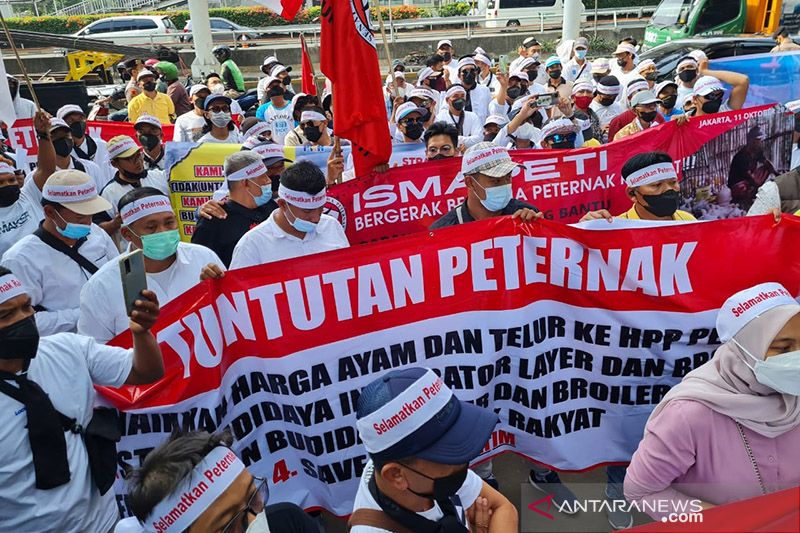 Nah Loh! Peternak Tagih Janji Jokowi Soal Pengadaan 30 Ribu Ton Jagung Pakan