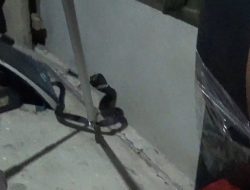 Ular Kobra Masuk Kamar Warga di Tanjungpinang
